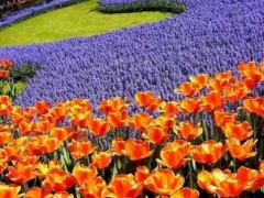 Выставка тюльпанов   2014   пройдет в Киеве на Певческом поле с 28 апреля по 13 мая