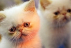 Сегодня, в первый день весны, в России отмечается День кошек