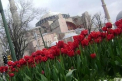 В Стамбуле проходит фестиваль тюльпанов.